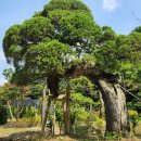 수목농장 이미지