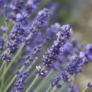 고양이집사 이미지