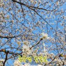 백운면 벚꽃길 | 4월 서울근교벚꽃명소 충북벚꽃명소 후기, 충주댐벚꽃길, 청풍호벚꽃축제, 포레스트리솜
