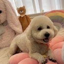 그루밍 블라썸 이미지