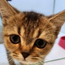 압구정 동물의료센터 이미지