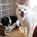 보듬어 줄개 이미지