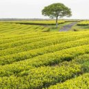 꼬닥꼬닥 이미지