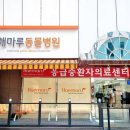 성남동물병원 | 성남 서현동 동물병원 해마루 동물병원 위치 오는길 후기