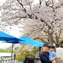 [남부] 감성스피치(2025) | 용인 벚꽃 명소 힐링 갈월저수지 + 경기 남부 숨은 카페 알루엣베이커리