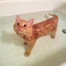 목욕하는고양이 이미지