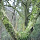 선흘리 백서향 및 변산일엽군락 | 제주 청수골 곶자왈 탐사