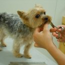 마이뷰티펫살롱 이미지