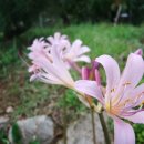 채송화펜션 이미지