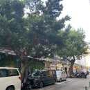 [마카오여행] DAY 1; 타이파빌리지, 세기카페, 로우스토우 에그타르트, 북방관(NORTH), 더 루즈벨트...