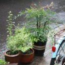 126mansion 이미지