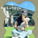 체리몽애견풀빌라 이미지