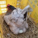 청계농장 이미지