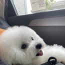 뽀송뽀송 강아지 미용실 이미지