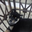 도그마루 노원점 이미지