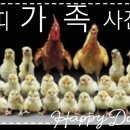 꼬 닭 이미지