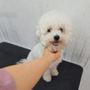 멍냥펫쌀롱 이미지