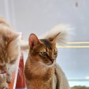 고양이살롱앤카페 이미지