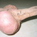 성지장 이미지