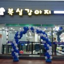 남창애견샵 복실강아지 이미지