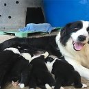 장년축산 이미지