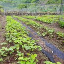 방우농장 이미지