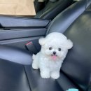 앨리스코리아켄넬 이미지