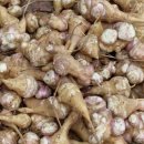 돼지감자 菊芋(국우) 뚱단지 효능, 이용법, 재배법 이미지
