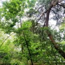 영축산순환산책로(광운대역) | 광운대역 영축산 순환산책로 유모차도 휠체어도 정상까지 갈 수 있는 산-아카시아꽃으로 둘러싸인 산책로