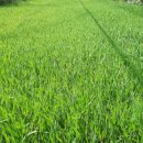 낙원동길 이미지