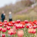 벚꽃 가고 튤립 온다! 봄나들이 '여기' 어때? 이미지