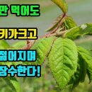 찔레나무--성장호르몬을 함유하고, 강장과 강정의 효능으로 성능력을 왕성히 하며, 죽상동맥경화증을 억제해 돌연사를 막고, 중풍과 반신불수 이미지