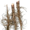 치커리(chicory) 이미지