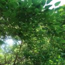 달콤하니 이미지