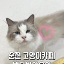별다방 야옹이 | 순천 연향동 고양이카페 별다방야옹이
