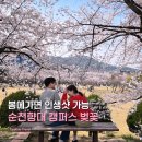 GS25 아산순천향점 | 충남 아산 순천향대 벚꽃축제 | 천안 근교 벚꽃명소캠퍼스 추천