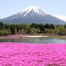 富士山芝桜 이미지