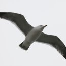 갈매기의 꿈 이미지