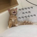 냥이의꿈 이미지