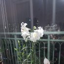 온花