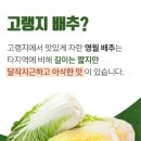 배추몰
