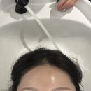 뿌리네 애견샵 | 동탄호수공원미용실 포근룸 정유진원장 뿌리펌 레이어드컷 후기