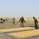 조선농장 이미지