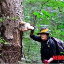 특허로 만나는 우리 약초 이미지