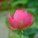 연꽃테마파크 이미지