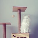 MTV공원 이미지