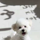 후즈독 이미지