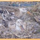 배영농장 이미지