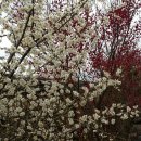 제 54차 아산 산악회 쪽빛산 정기 산행 및 매화꽃 나들이 이미지