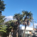 킴스헤어투 | 두쫀쿠 좀 나한테는 짠해 그냥 헤어지지 못하는 연인 같아